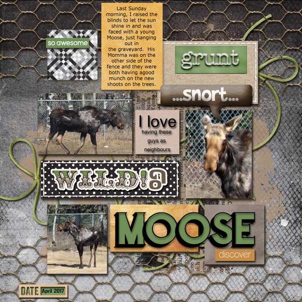 Moose are back!