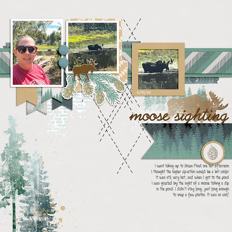 moose sighting