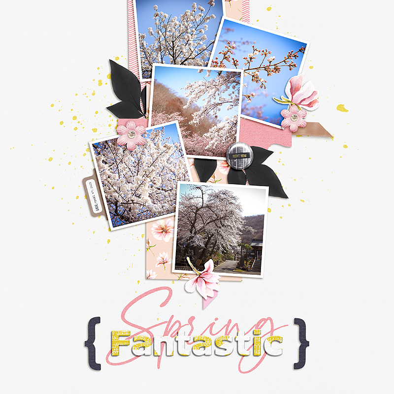 More Cherry Blossoms