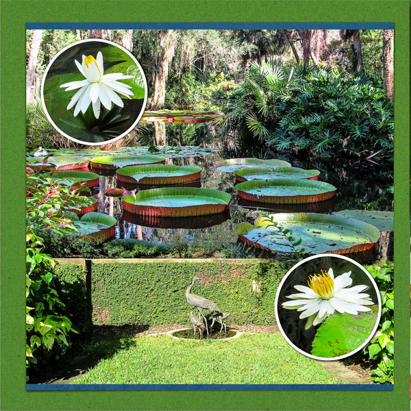 More Lilypads_