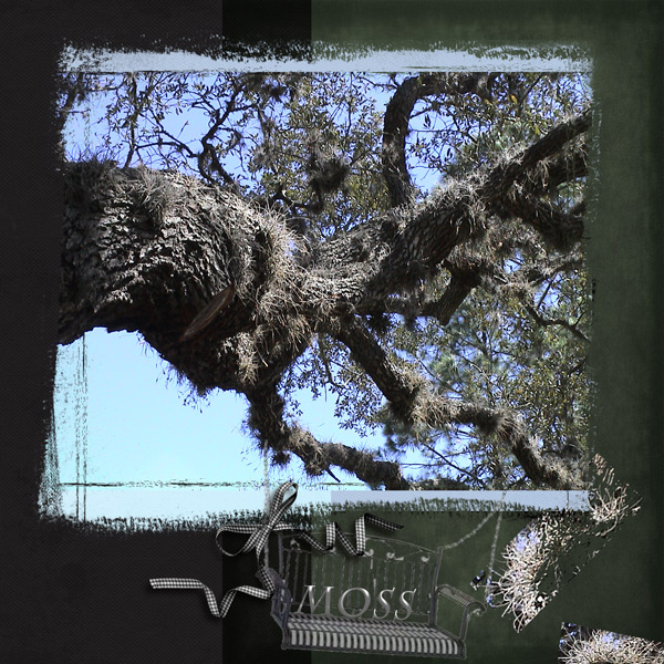 Moss in tree
