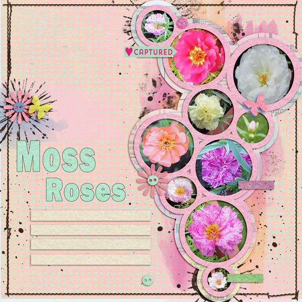 Moss_Roses
