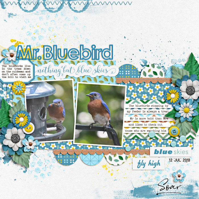 Mr Bluebird