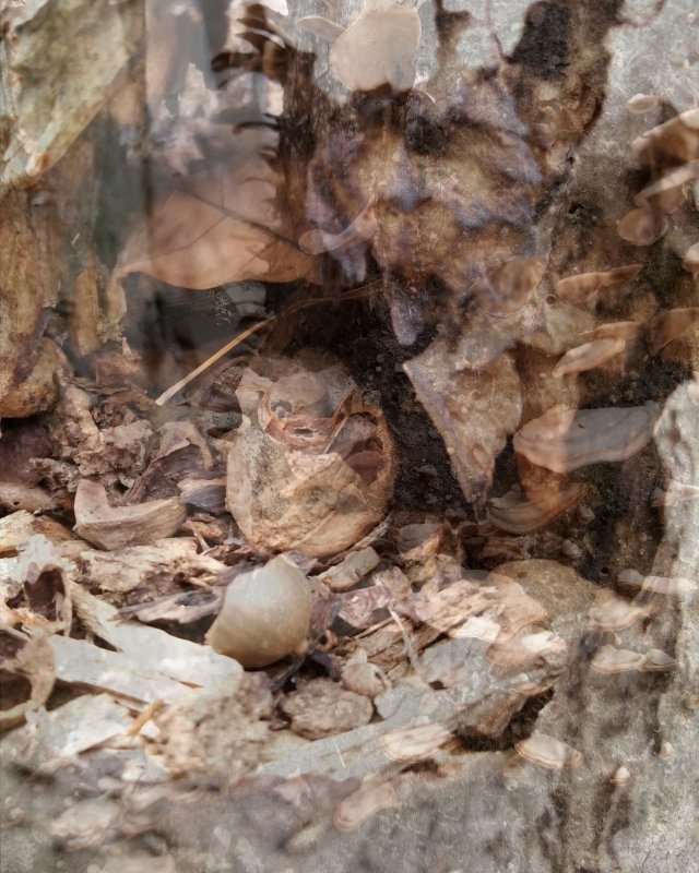 Mushrooms On Trees