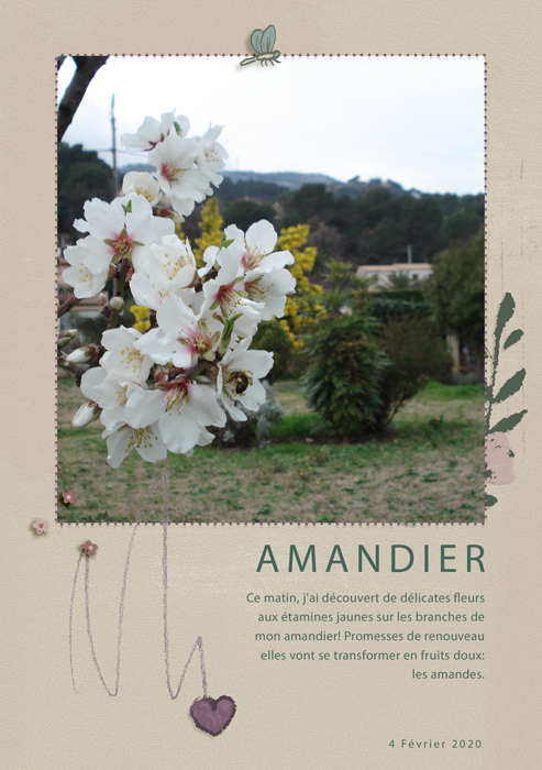 My Almond tree