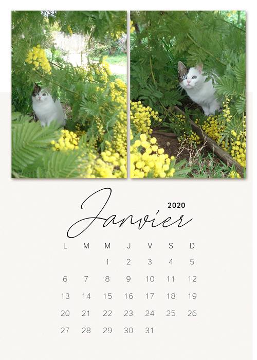 My calendar - January