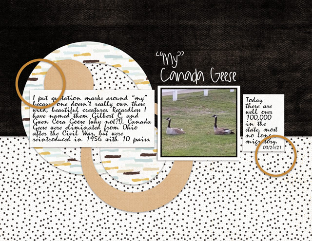 My-Canada-Geese