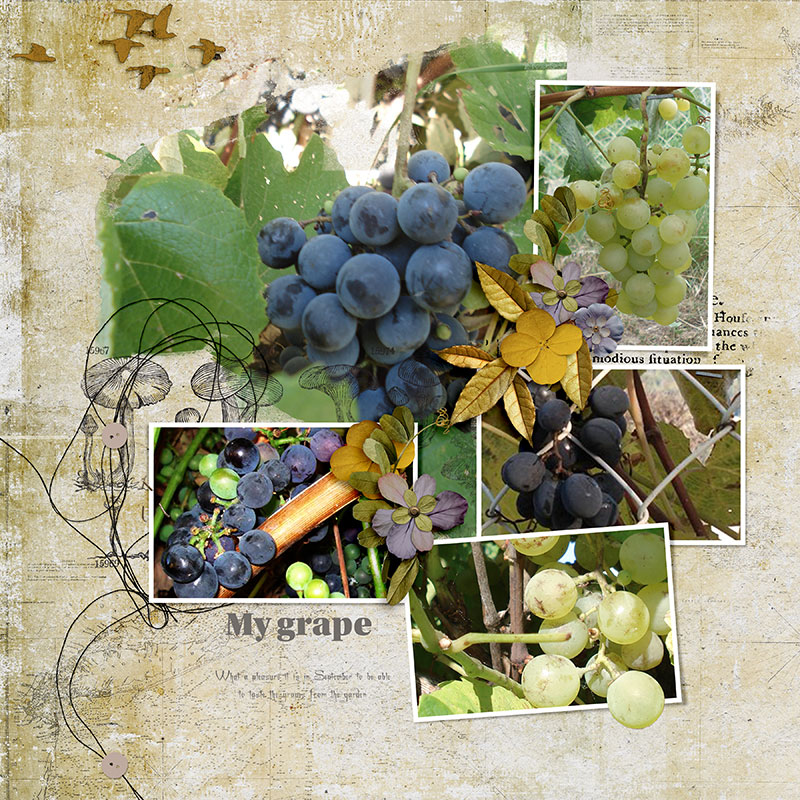 My Grape
