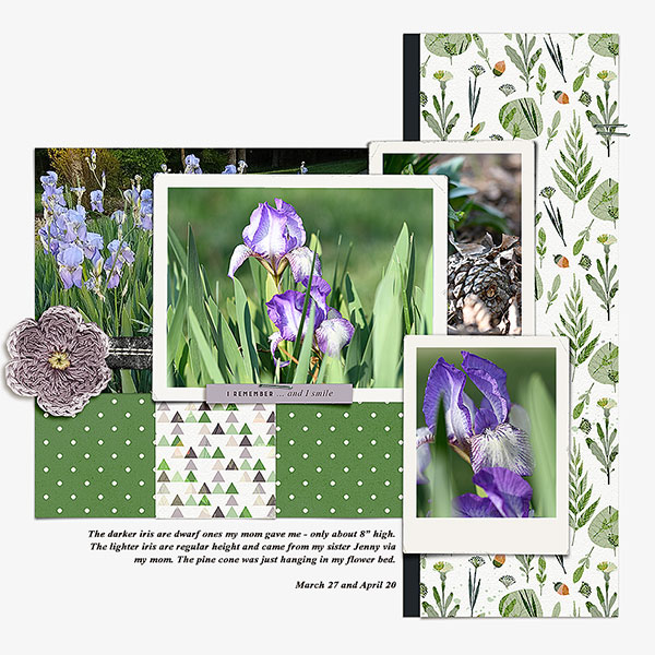 My irises