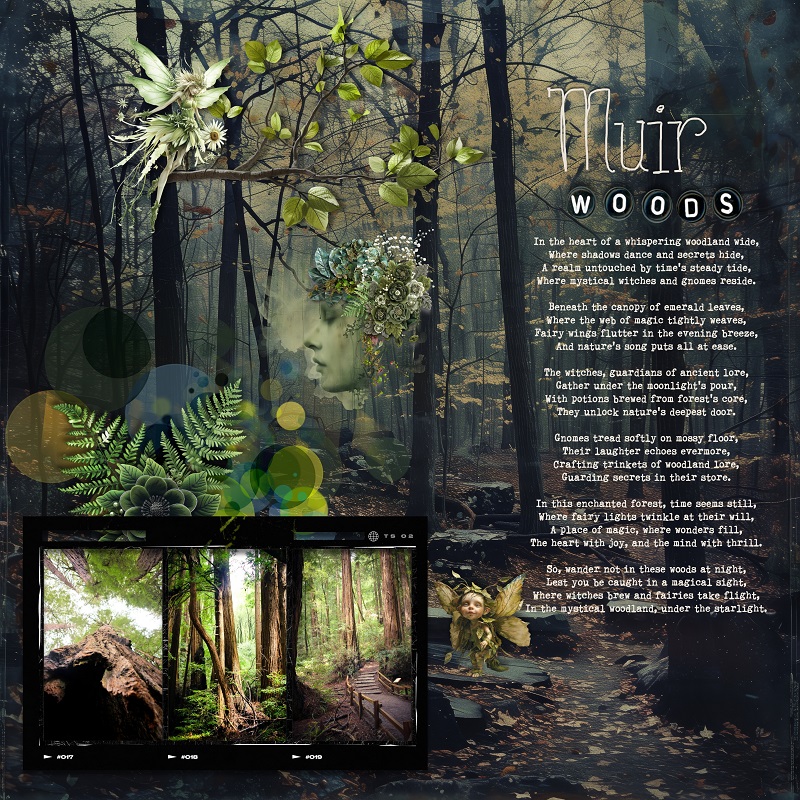 MY MUIR WOODS WONDERLAND