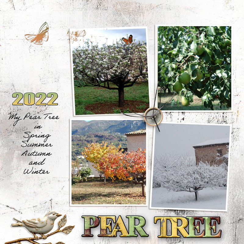 My Pear Tree