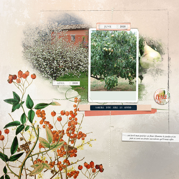 My pretty pear tree