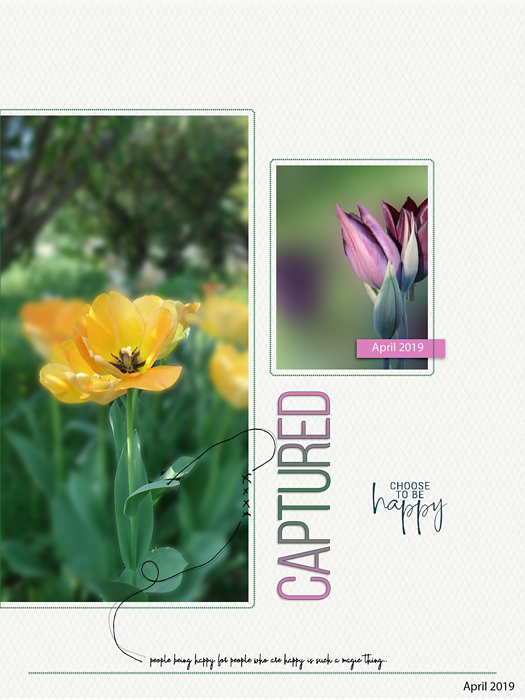 My pretty tulips