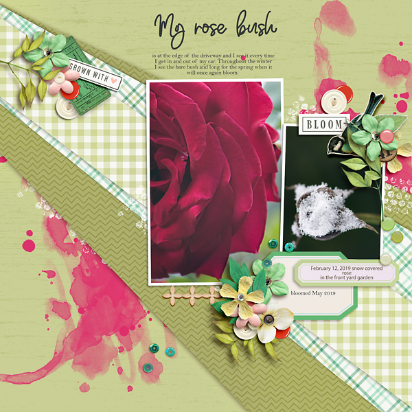 My Rose Bush