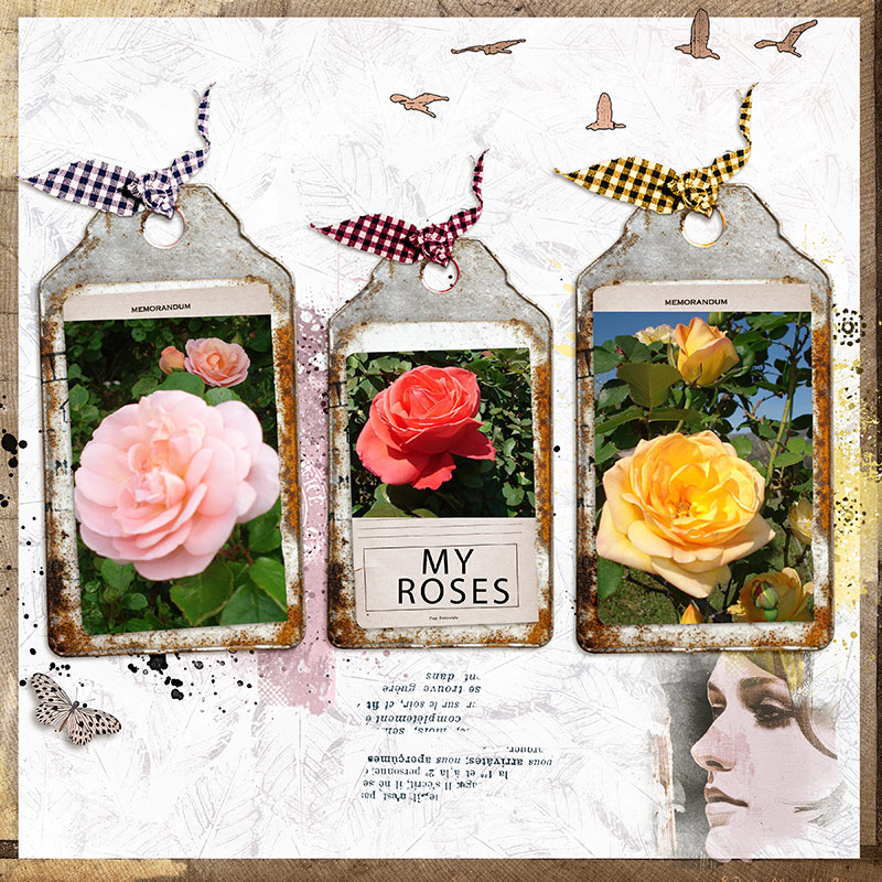 My Roses