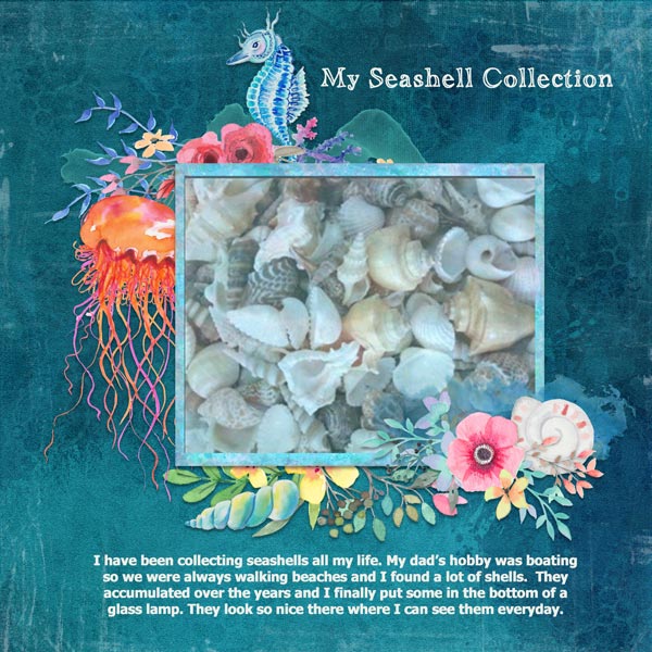 My Seashell Collection