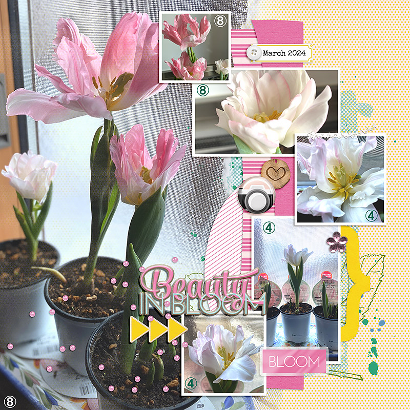 My Tulips