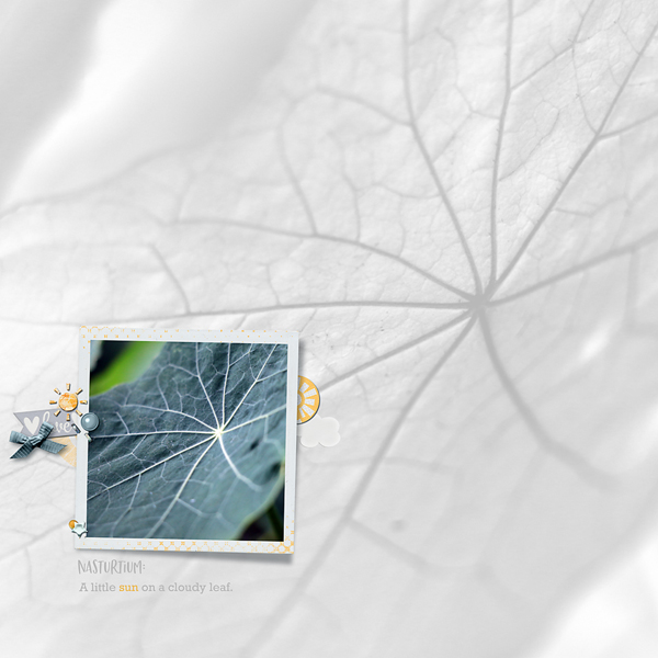 Nasturtium