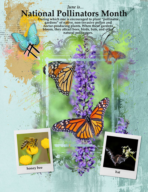 National-Pollinators-Month