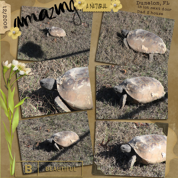 Natural_turtle
