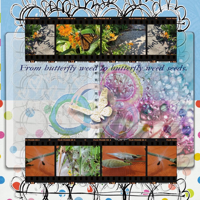 NBK Challenge From Butterfly Weed To Butterfly Weed Seeds.