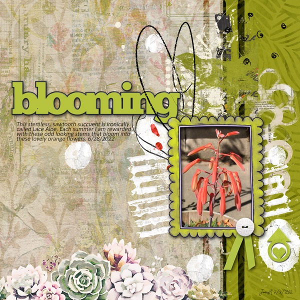 NBK Slow Scrap 7-8_blooming