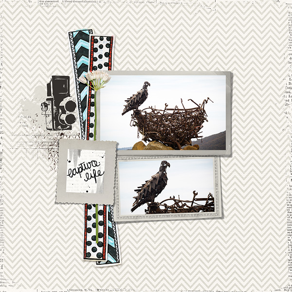 Nest