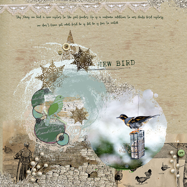 New Bird