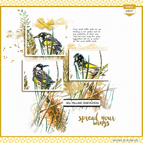 New Holland Honeyeaters