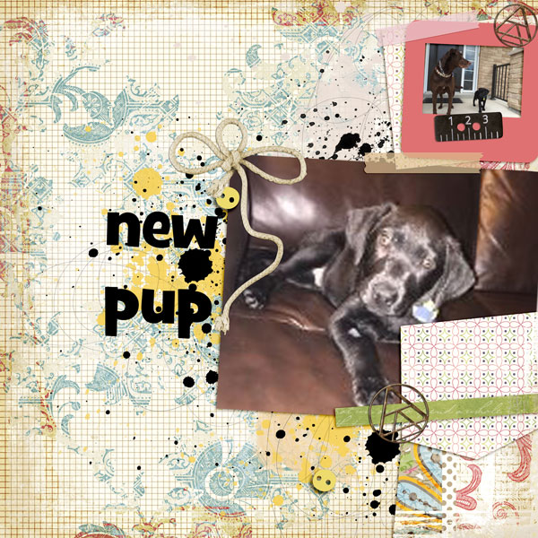 New Pup