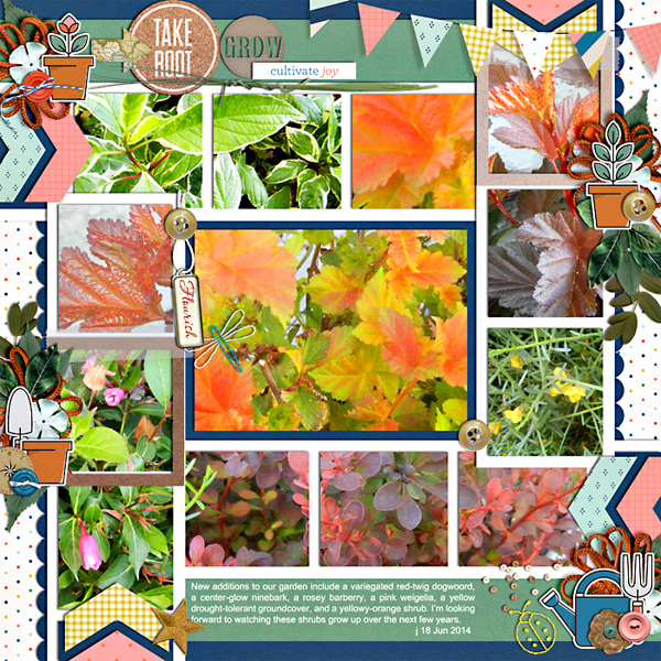 New Shrubs 2014