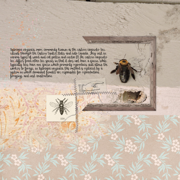 NOLA_bee01