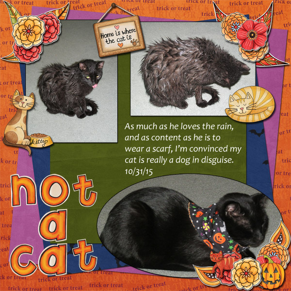 Not a Cat