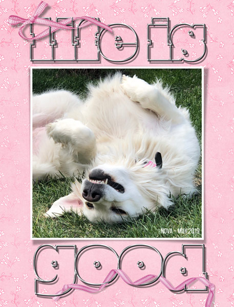 Nova-LifeIsGood