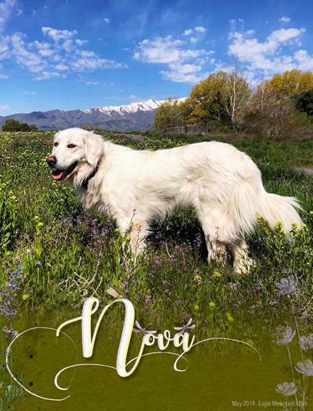 Nova-WildFlowers-Mountains