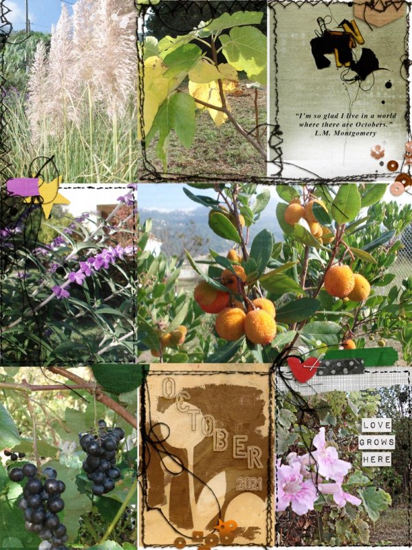 October in my Garden