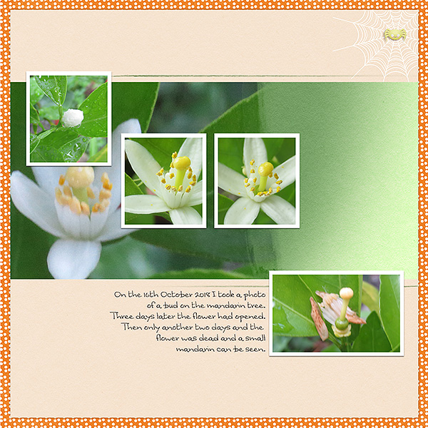 October Photography - Mandarin Flower
