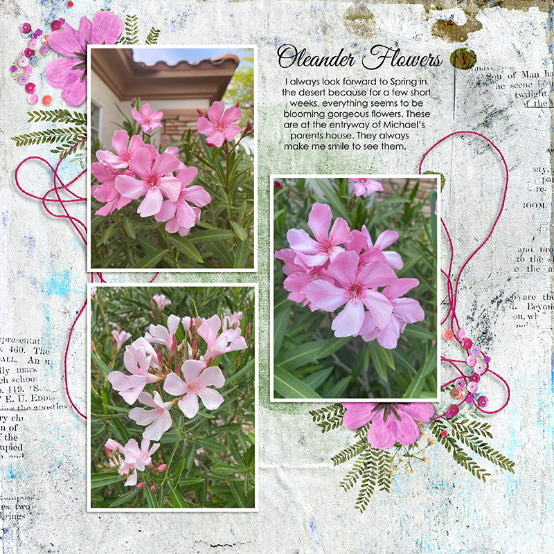 Oleanders