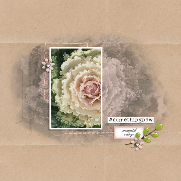 Ornamental Cabbage - MOC7 #4 Blending Photo Technique