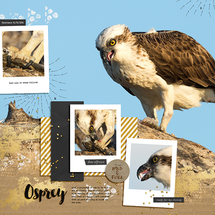 Osprey