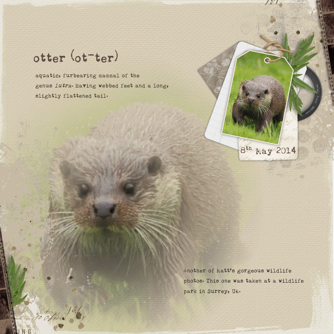 Otter