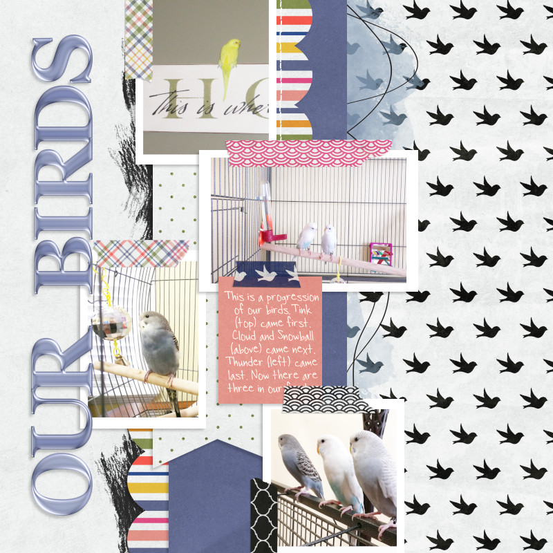 Our Birds