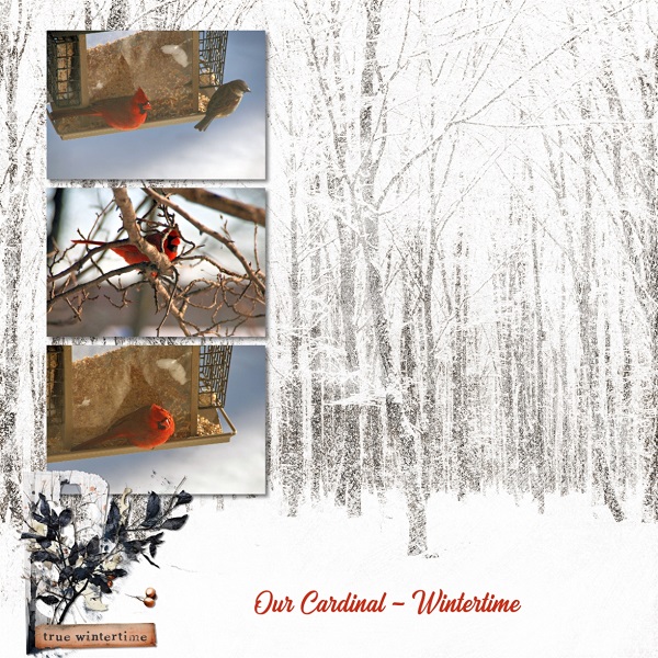 Our Cardinal - Wintertime