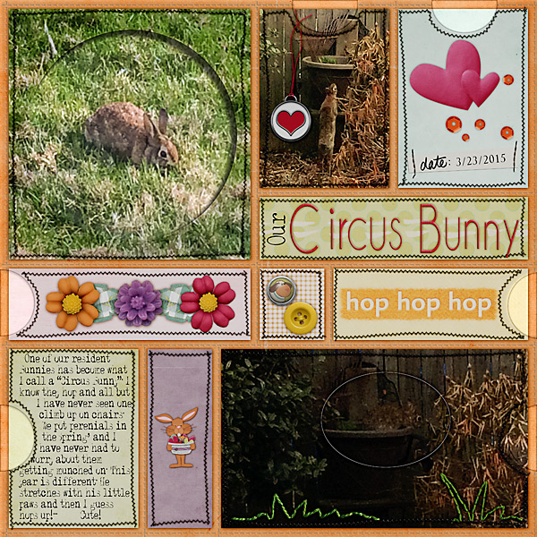 Our Circus Bunny