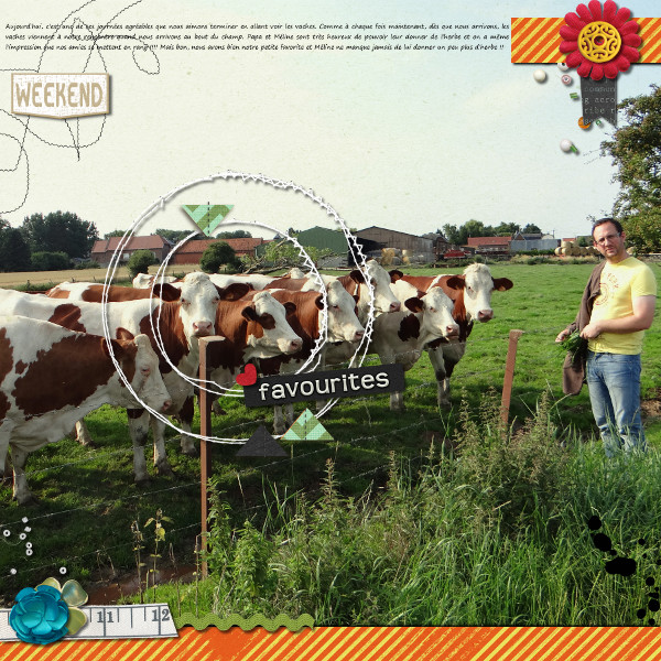 Our favourites cows