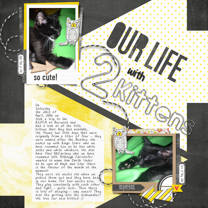 Our Life with 2 kittens - photography challenge