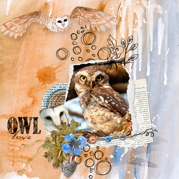Owl Love