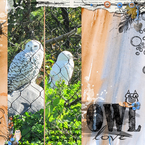 Owl Love
