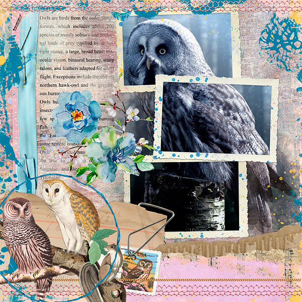 owls