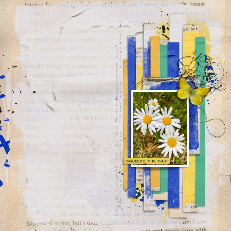 Ox-eye daisy